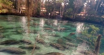 Manatees gather by the hundreds in Florida's Three Sisters Spring