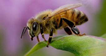 Environmentalists want better protection for bees, other pollinators in the US