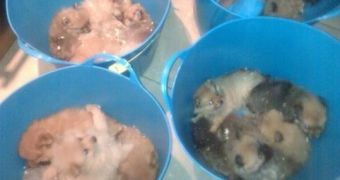 Authorities seize 87 puppies crammed in buckets