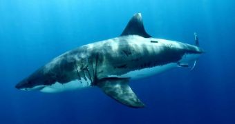 Report finds Western Australia's shark cull stands to kill over 900 animals
