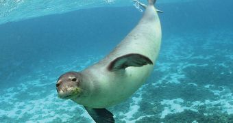 The monk seal off the coast of Mauritania is seriously endangered because of over-fishing in the area.