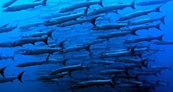 Overfishing Is Argued to Compromise Global Food Security