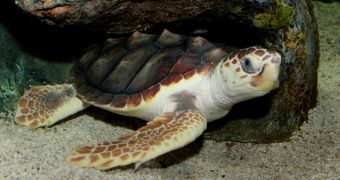 Sea turtle chooses to spend the rest of its days in captivity
