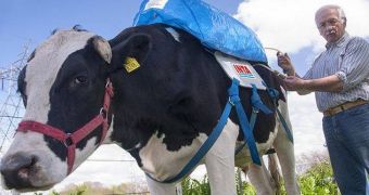 Researchers hope backpacks that collect farts can help make cows more eco-friendly