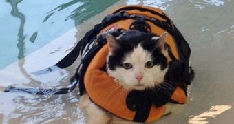 Overweight cat goes swimming, hopes to soon get back in shape