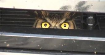 Owl is hit by an SUV, gets stuck in its grill, travels at 60 mph, still survives
