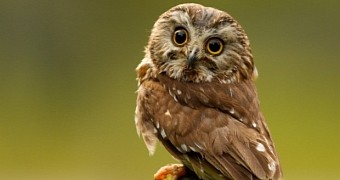 Four people in Oregon have so far been attacked by a feisty owl