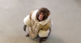 Darwin, the dapper baby macaque was found wandering in a Toronto Ikea