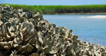 An oyster reef in the Baruch Marine Field Laboratory on the South Carolina coast