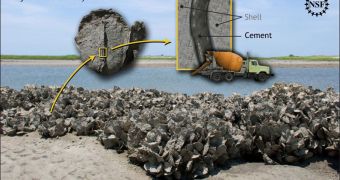 Oysters build their reefs--such as this one on the South Carolina coast--using a specialized cement
