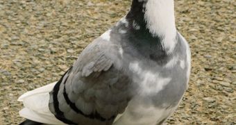 PETA Asks Queen Elizabeth to Quit Pigeon Racing