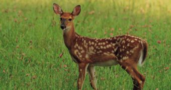 PETA needs help to rescue three "imprisoned" deer