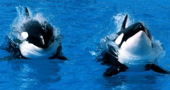 PETA demands that SeaWorld be charged with animal cruelty