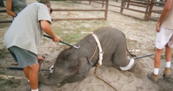 Most trainers use bullhooks to train circus elephants