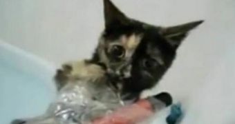 PETA Offers £2,000 ($3,129/€2,327) for Info Regarding the Cat Serial Killer