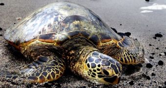 PETA Offers $2,500 to Those Who Bring Turtle Abuser to Justice