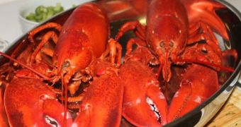 PETA pushes for lobster liberation