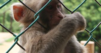 PETA hopes all primate research centers will eventually shut down