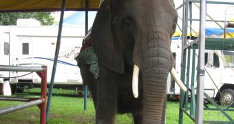 PETA needs help saving an abused elephant named Nosey