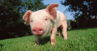 PETA wants "greased pig" contest in Alberta cancelled