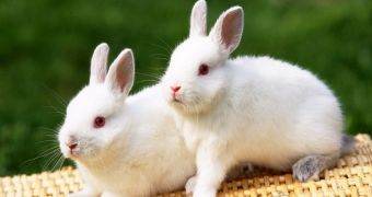"Rabbit people" are the ones in cages, we are "human people," PETA says