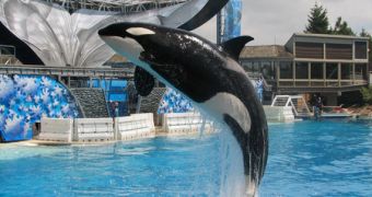 Judge tosses out PETA's case against SeaWorld claiming killer whales are “slaves”