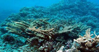 Pacific Ocean Reveals Rare Coral Reef