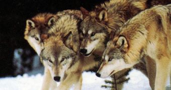 Pack of wolves is to be killed after being found guilty of hunting cattle