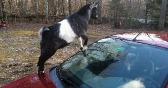 Goats attack a man's car without being provoked