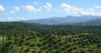 Report shows palm oil plantations often care very little about respecting human rights