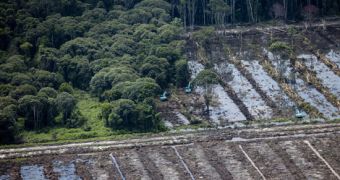 Photo shows palm oil company continues to destroy orangutan habitat despite promising not to do so