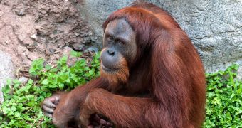 A Bornean orangutan at Fort Worth Zoo, Texas.