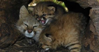 Willdife park in Uruguay announces the birth of two Pampas kittens