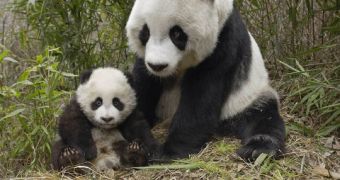 Panda Awareness Week Makes 108 Such Bears Take Over London [VIDEO]