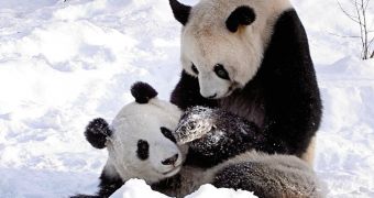 Panda love in the snow
