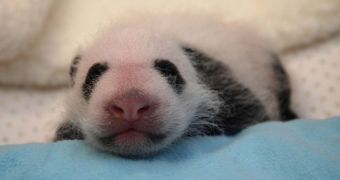 Panda cub at Smithsonian's Zoo is healthy, growing stronger every day
