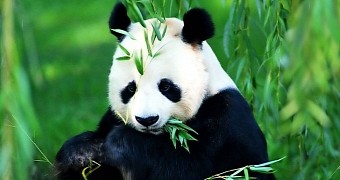Panda Fakes Pregnancy to Get Better Food, Live a Life of Luxury