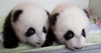Panda family at Zoo Atlanta will soon welcome visitors, keepers say