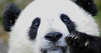 Panda Security Rolls Out Automatic Fix for Botched Signature Update