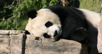 Panda bears get their own AC unit after the heat proves too much for them to handle