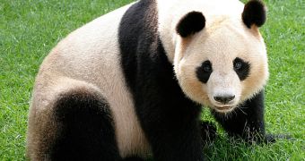 China's decision to sell collective forests brings giant pandas one step closer to extinction