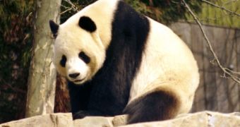 Pandas are still recovering from the brink of extinction, but their inability to produce many cubs is still a serious threat