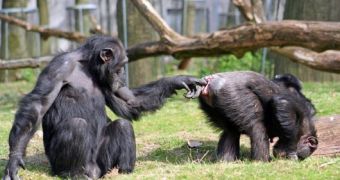 An adult male chimpanzee steals papaya fruit