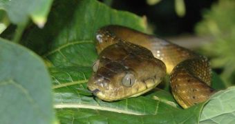 The brown tree snakes population was out of control reaching almost 2 million individuals