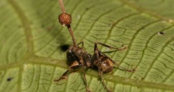 Zombie-ant fungus spores erupt from the head of a dead, infected ant