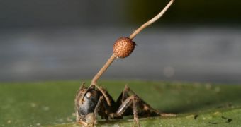 Photo showing O. unilateralis growing through the body of a carpenter ant