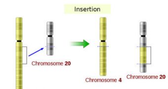 Illustrations of five types of chromosomal mutations