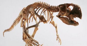 So-called parrot dinosaurs only started walking on their lower limbs alone in later life, paleontologists find