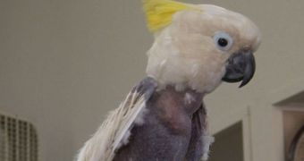 Birds loses its feathers after breathing in toxic chemicals inside a meth lab