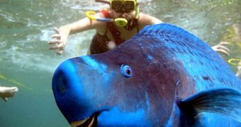 Parrotfish decides to have some fun, photobombs diver